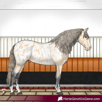 Horse Color:Buckskin Near Leopard