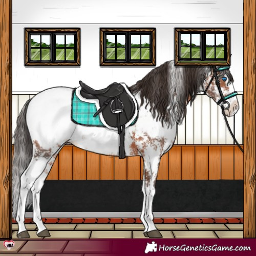 Horse Color:Bay Sabino Splash Appaloosa 