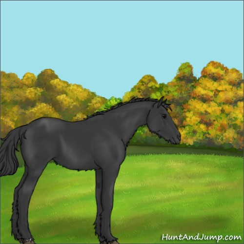 Horse Color:Black 