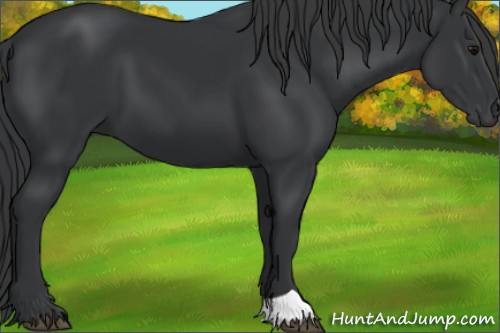 Horse Color:Black 