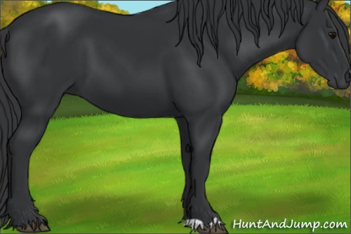 Horse Color:Black 