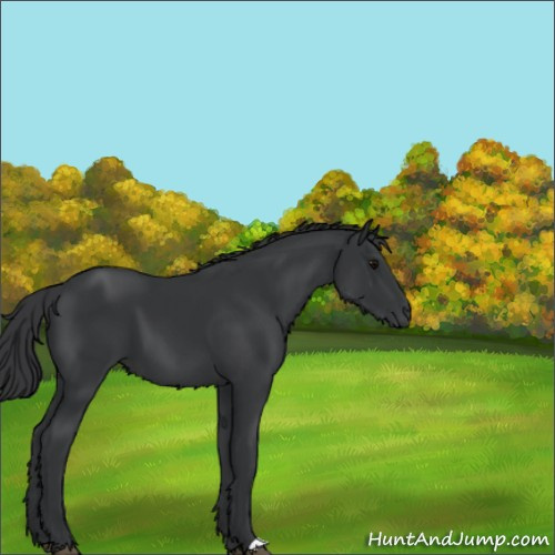 Horse Color:Black 