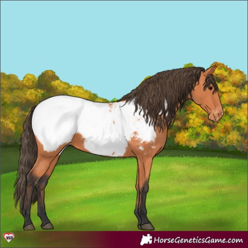 Horse Color:Bay Near Fewspot 