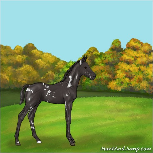 Horse Color:White Spotted Smoky Black 