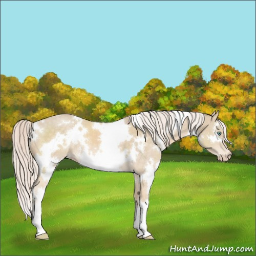 Horse Color:White Spotted Cremello