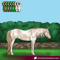 Horse Color:White Spotted Smoky Creme