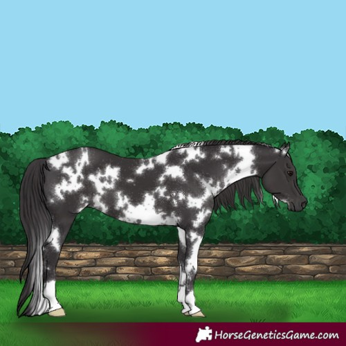 Horse Color:White Spotted Smoky Black