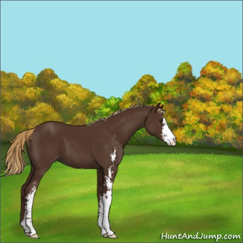 Horse Color:Liver Chestnut Sabino 