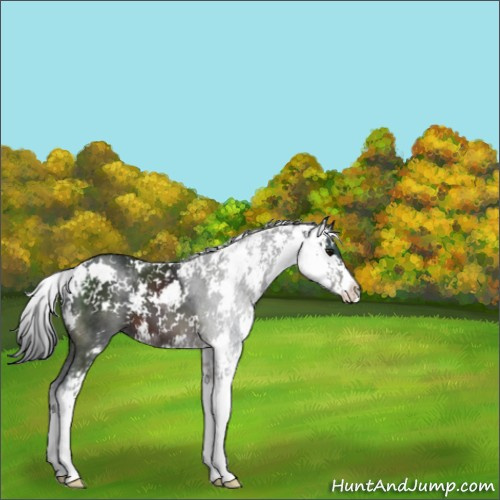 Horse Color:Brown Sabino 