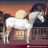 Horse Color:Red Dun Splash  and Red Dun Splash 