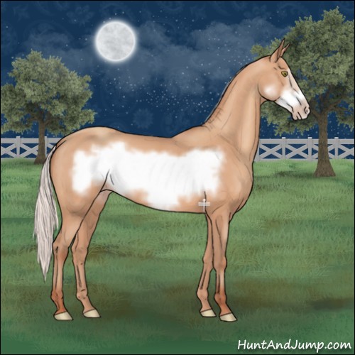 Horse Color:Silver Amber Champagne Frame 