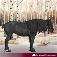 Horse Color:Black 