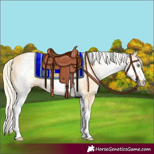 Horse Color:White Spotted Gold Cream Champagne 