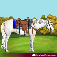 Horse Color:White Spotted Gold Cream Champagne 