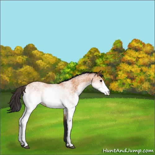 Horse Color:Unknown 