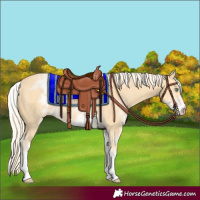 Horse Color:White Spotted Gold Cream Champagne 