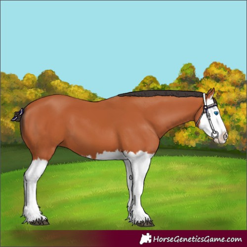 Horse Color:Bay Splash 