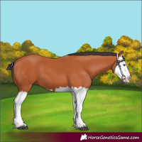 Horse Color:Bay Splash 