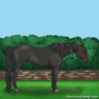 Horse Color:Black  and Smoky Black 