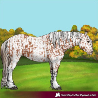 Horse Color:Bay Sabino Rabicano  and Bay Sabino Appaloosa Rabicano 