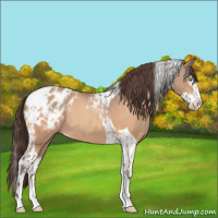 Horse Color:Amber Champagne Sabino Tobiano Appaloosa  and Amber Champagne Sabino Splash Tobiano Appaloosa 
