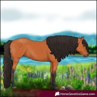 Horse Color:Bay Rabicano 