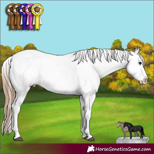 Horse Color:Black Pearl Sabino Appaloosa 