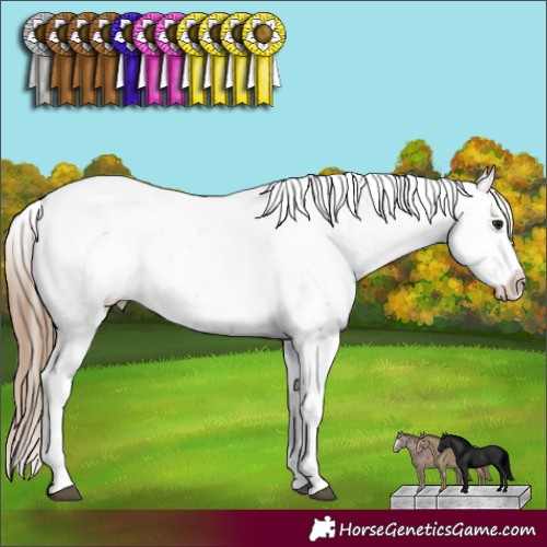Horse Color:Black Pearl Sabino Appaloosa 