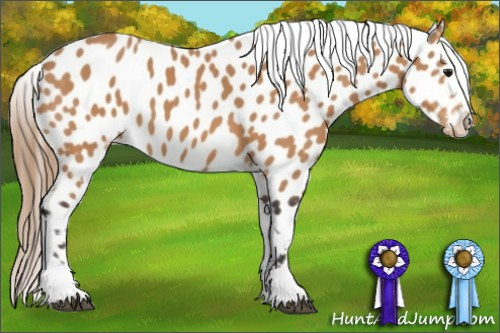 Horse Color:Buckskin Near Leopard 