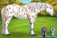 Horse Color:Buckskin Appaloosa 