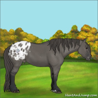 Horse Color:Grullo Appaloosa 