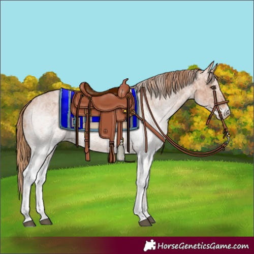 Horse Color:White Spotted Red Roan