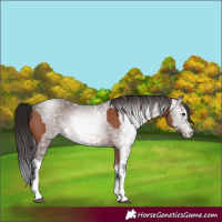 Horse Color:Bay Sabino Rabicano  and Gray Bay Sabino Rabicano 