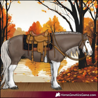 Horse Color:Silver Black Splash