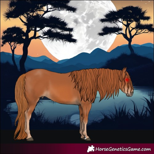 Horse Color:Chestnut 