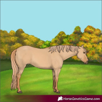 Horse Color:Red Dun 