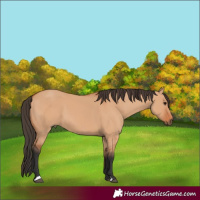 Horse Color:Bay Dun 