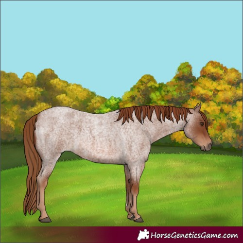 Horse Color:Red Roan 