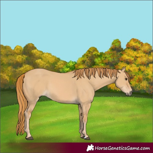 Horse Color:Red Dun 