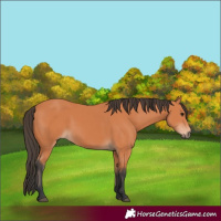 Horse Color:Bay 