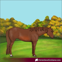 Horse Color:Chestnut 