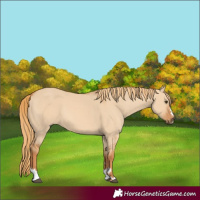 Horse Color:Red Dun 