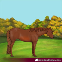 Horse Color:Chestnut 