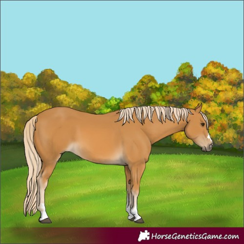 Horse Color:Palomino 