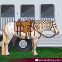 Horse Color:Red Ice Roan Rabicano 