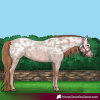 Horse Color:Red Ice Roan Rabicano 