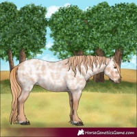 Horse Color:Red Ice Roan Rabicano