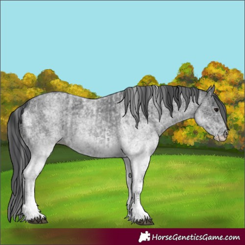 Horse Color:White Spotted Blue Roan Rabicano  and White Spotted Blue Roan Rabicano 