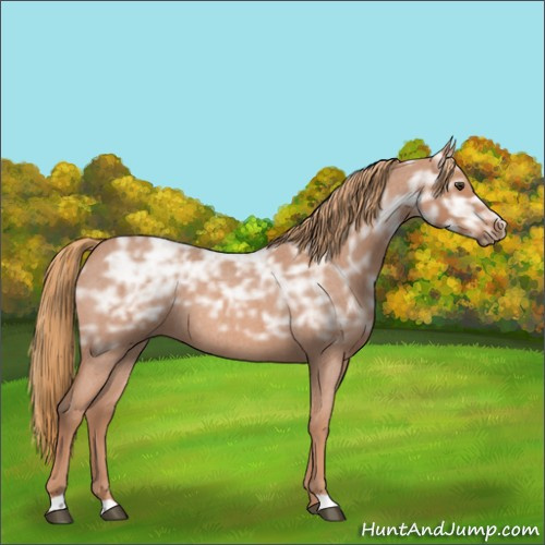 Horse Color:Red Ice Roan Rabicano 