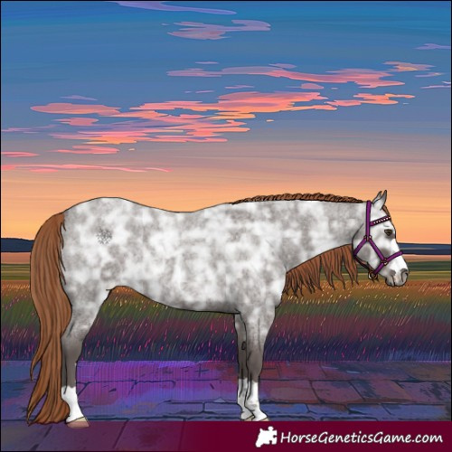 Horse Color:Liver Red Ice Roan Rabicano